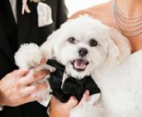 Esküvői ruha kutyáknak: menő vagy ciki?