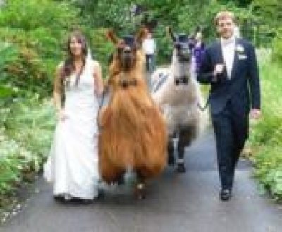 Már láma is rendelhető, esküvőre – pofaszakasztó képek!